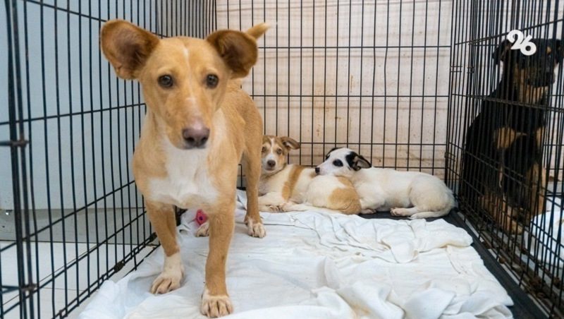Более 200 собак стерилизовали в питомнике Владикавказа