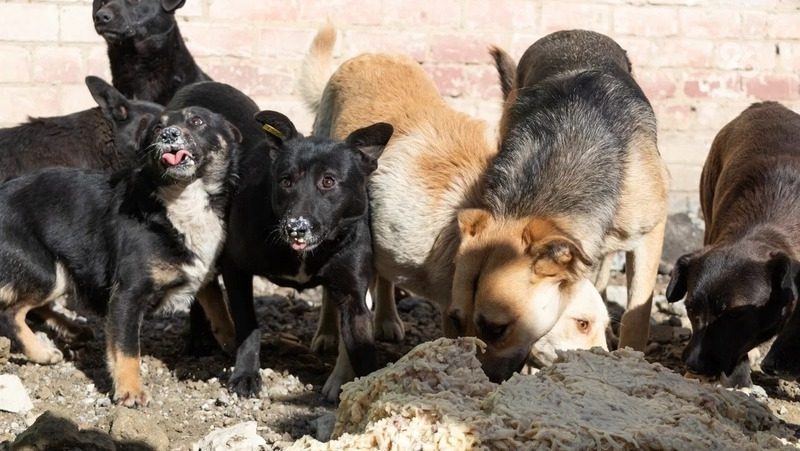 Бродячие собаки покусали 53 жителей Петровского округа