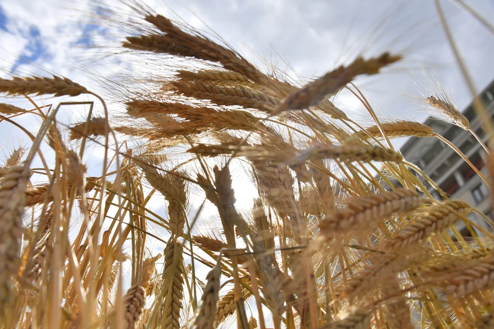 Ставропольский сотрудник колонии и предприниматель украли пшеницу на 10 млн и получили сроки