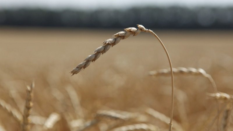 Глава Ставрополья поручил разработать меры по снижению пошлины на зерно и тарифа на воду для аграриев