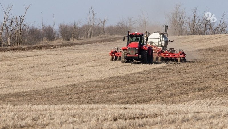 Самые большие поставки пшеницы из Ставропольского края идут в Азербайджан