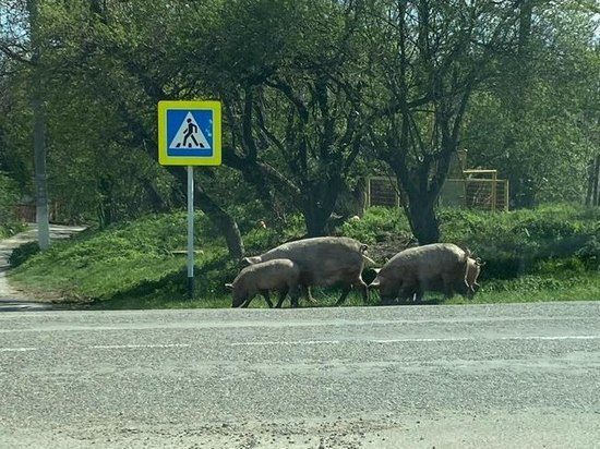 Сбежавшие от хозяина свиньи на Ставрополье перешли оживленную трассу строго по «зебре»