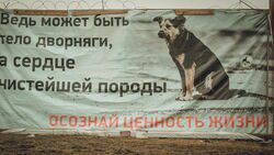 Усыпление собак и ремонт дома пенсионерки — новости дня на Ставрополье1