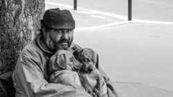 Губернатор Ставрополья прокомментировал ситуацию с бездомными животными1