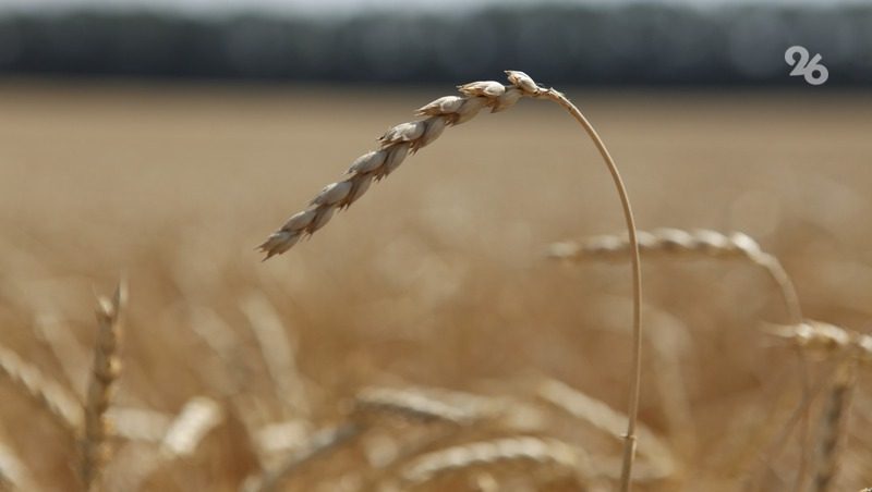 Появлении сельскохозяйственных вредителей зафиксировали на полях Минераловодского округа