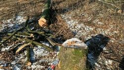 Прокуратура не указ: участок скандальной стройки в Невинномысске очистили от деревьев1