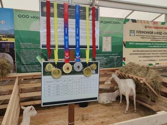 Ставрополье завоевало два Гран-при на Российской выставке племенных овец и коз