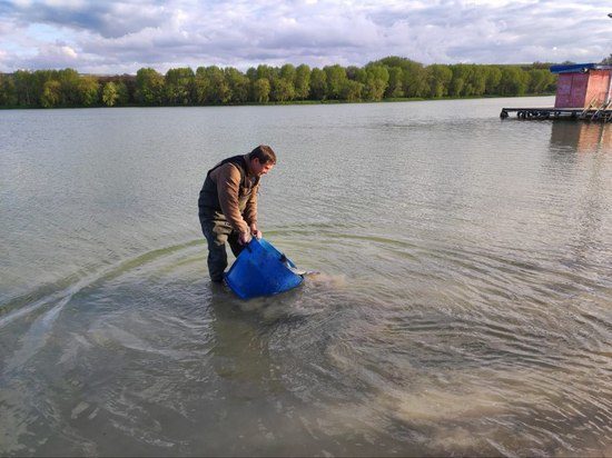 В озеро Ессентуков запустили более 300 особей «водных коров»