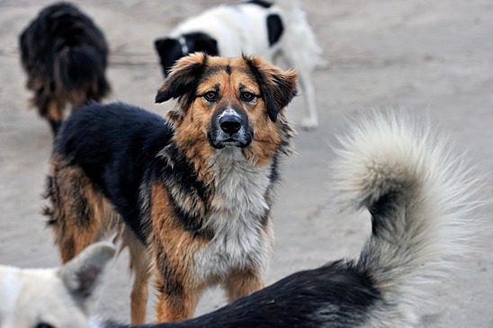 В Ставрополе расследуют нападение бродячих собак на ребенка
