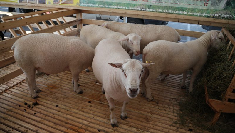 Восемь пород представило Ставрополье на всероссийской выставке племенных овец