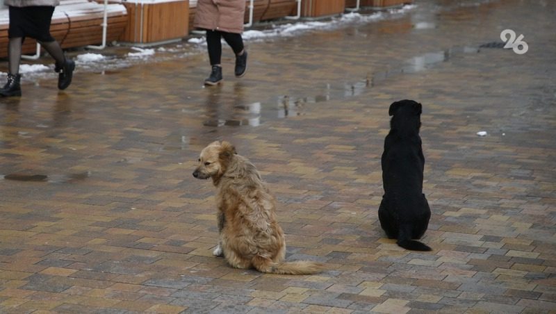 Закон об обращении с агрессивными бездомными животными доработают в думе Ставрополья