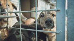 Эвтаназия и кастрация: как на Ставрополье планируют бороться с бездомными животными1