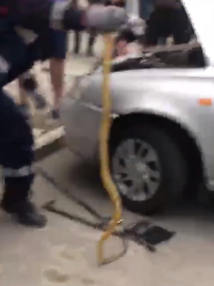 Спасатели вытащили пригревшуюся змею из-под капота машины в Михайловске