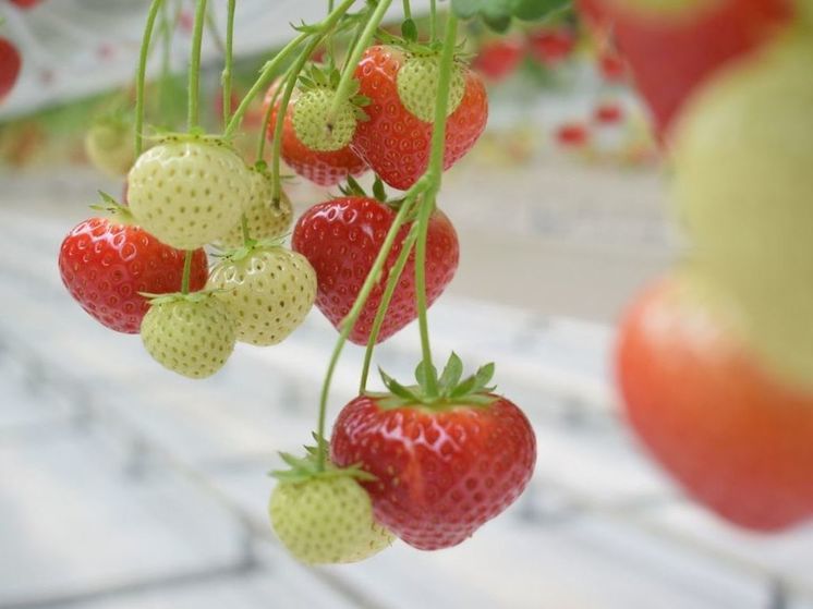 Ставрополье выбилось в лидеры по производству фруктов и ягод в России