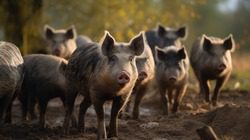 Гору трупов свиней с африканской чумой нашли на Ставрополье0