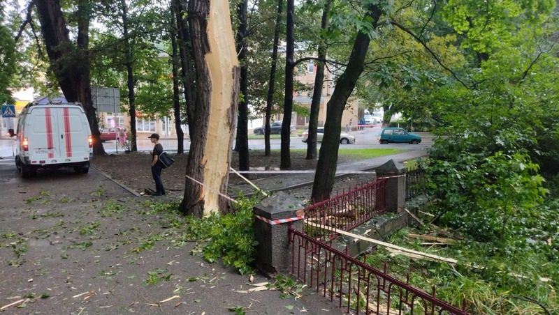 Молния разбила кору дерева в Кисловодске