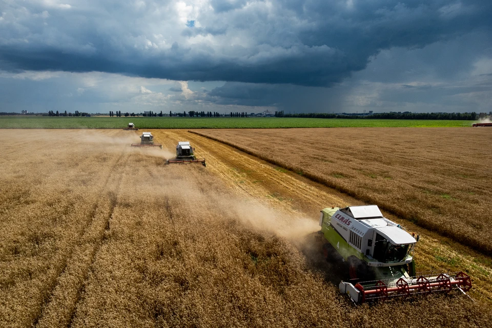 Урожай зерновых культур на Ставрополье будет меньше, чем в прошлом году