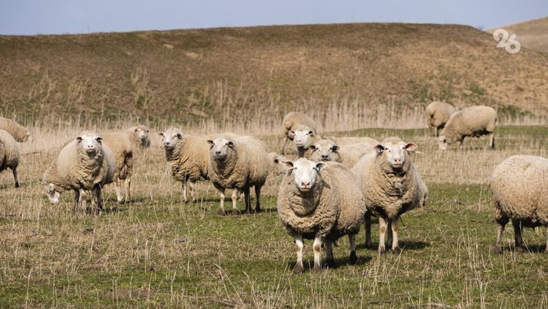 Овцеводы Ставрополья получили 2,4 тыс. тонн шерсти