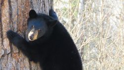 Полиция КЧР забрала медвежонка, над которым мог издеваться охотник0