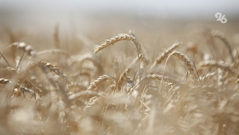 Растениеводы Новоалександровского округа получили субсидии на страхование урожая