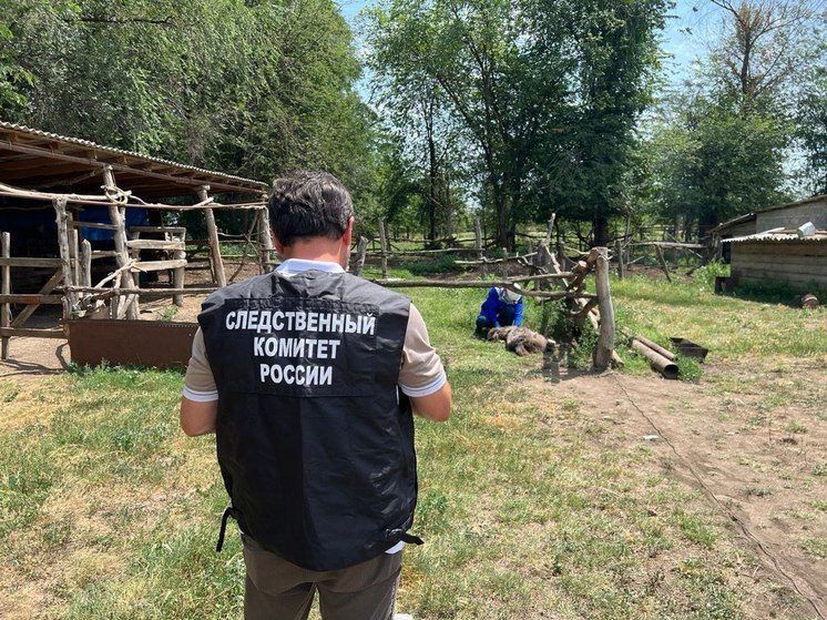 В Чечне домашняя собака насмерть загрызла 9-летнюю девочку