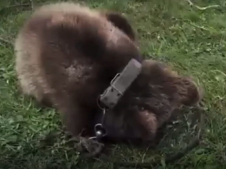 В КЧР отобрали медвежонка у охотника, предлагавшего подраться с ним