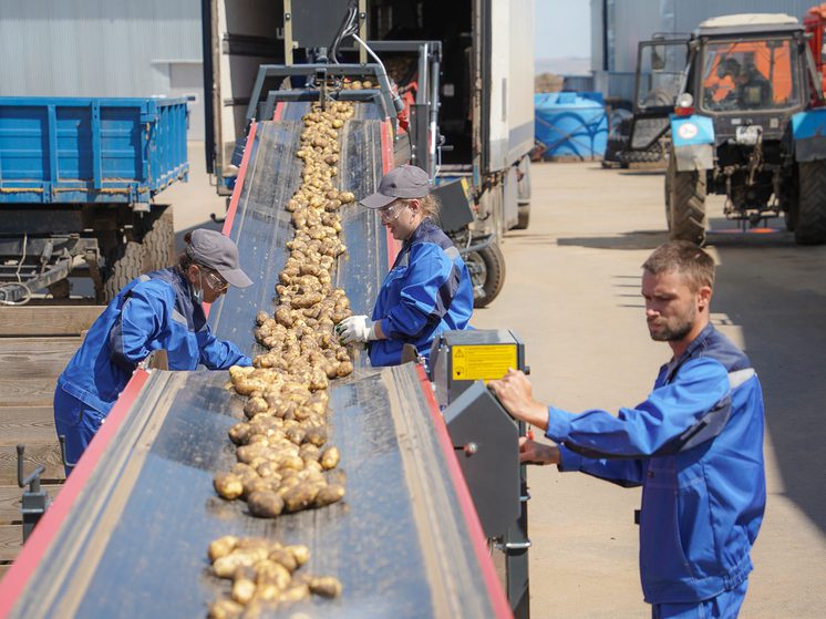 В Петровском округе планируют построить комплекс по фасовке картофеля