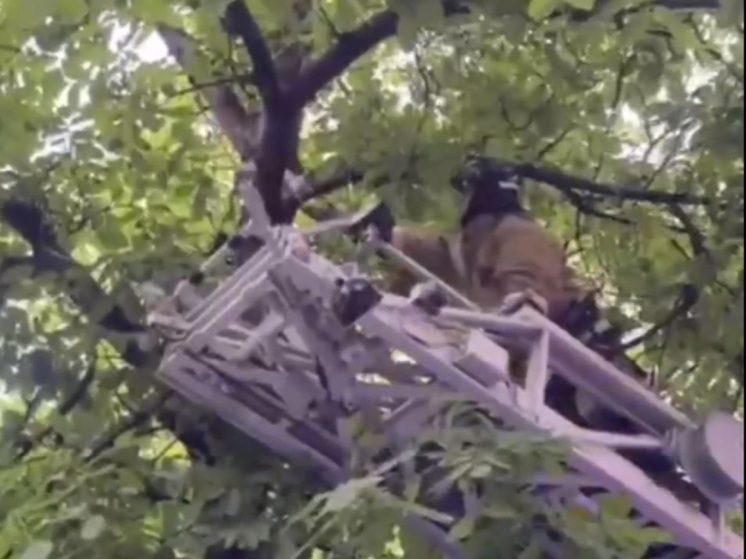 Во Владикавказе спасатели сняли с дерева застрявшего на сутки котёнка