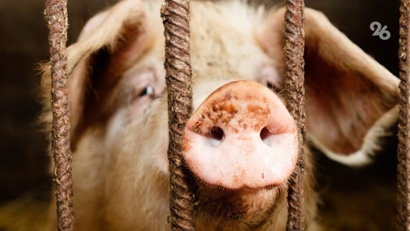 Компенсации выплатят владельцам свиней, которых уничтожат в Туркменском округе из-за АЧС