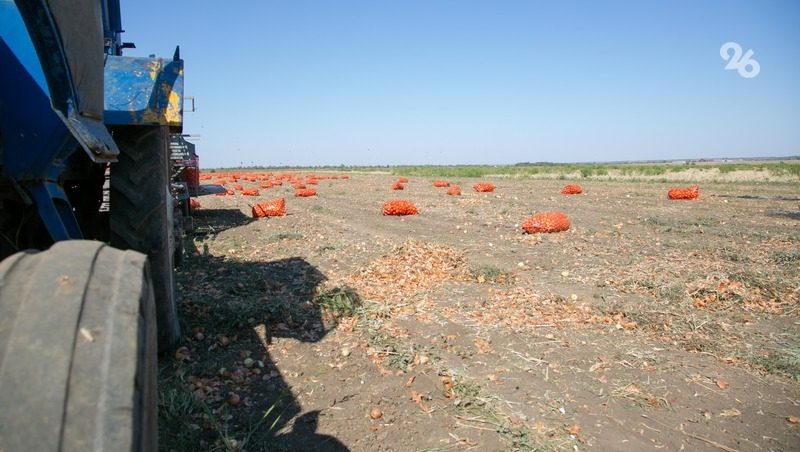 Крупное хозяйство в Труновском округе впервые посадило лук