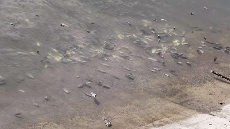 Мёртвых карасей обнаружили на Старом озере в Кисловодске