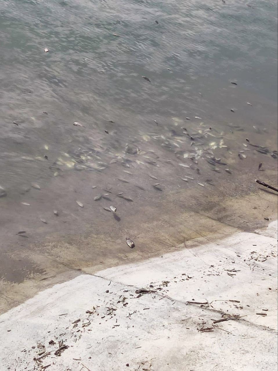 Неизвестные забросали мертвой рыбой Старое озеро в Кисловодске3