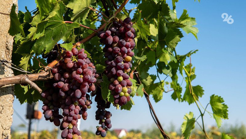 Около 4 тонн винограда ежегодно выращивают в одном из хозяйств Изобильненского округа
