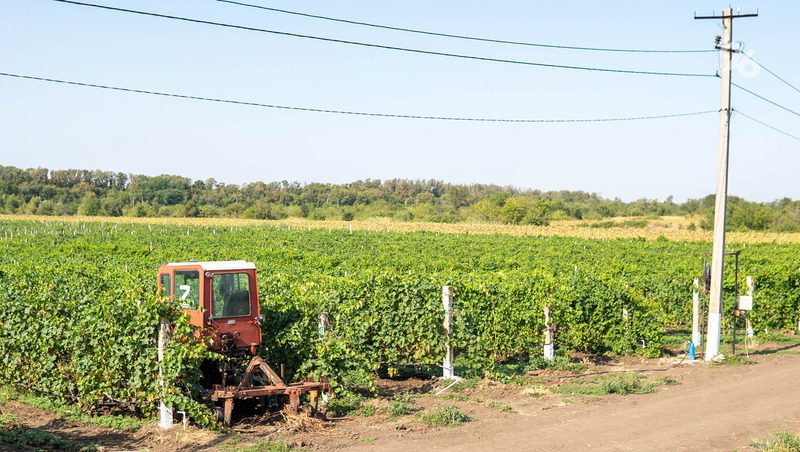 Около 4 тонн винограда ежегодно выращивают в одном из хозяйств Изобильненского округа