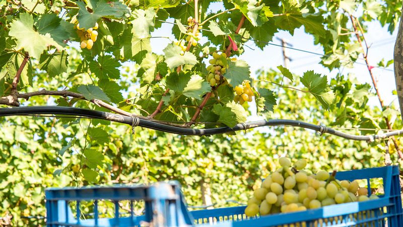 Программу «Именной куст» для любителей винограда запустил фермер со Ставрополья