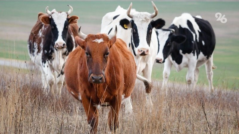 Стадо коров на Старом озере возмутило мэра Кисловодска