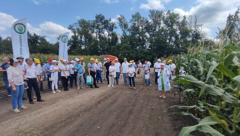 Ставрополье собирается перейти на отечественные семена кукурузы