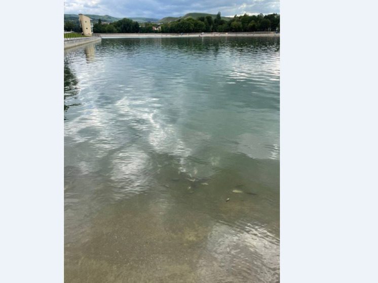 В Кисловодске на «Старом озере» у берега была обнаружена мертвая рыба