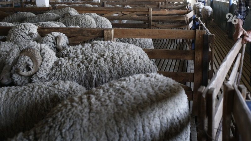 Выведенной в Ипатовском округе породе овец исполнилось десять лет