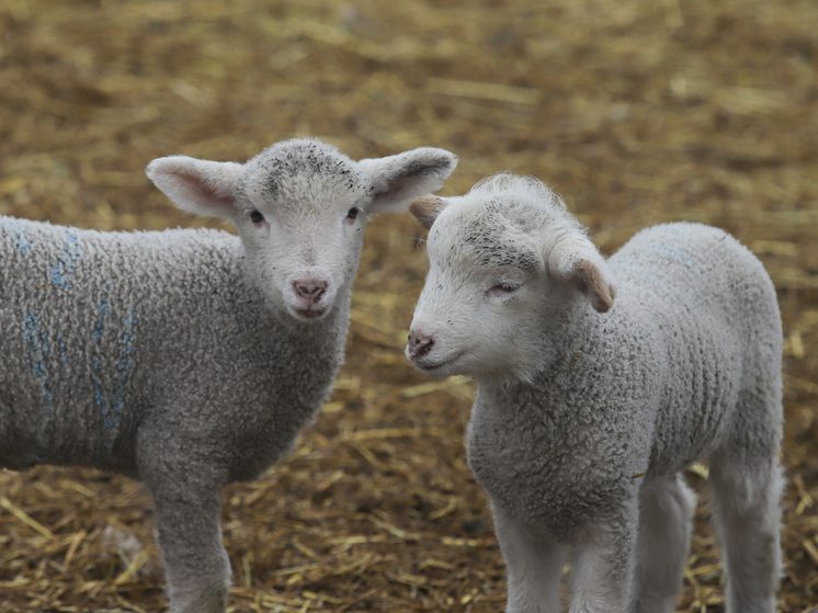 500 млн рублей выделено за три года Ставрополью из федерального бюджета на поддержку овцеводства