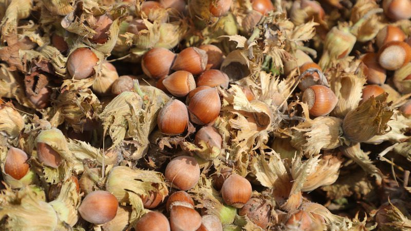 Более 20 видов сливы и фундук выращивают в Предгорье