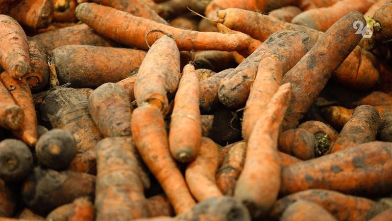 Более 250 га моркови предстоит убрать аграриям Ставрополья