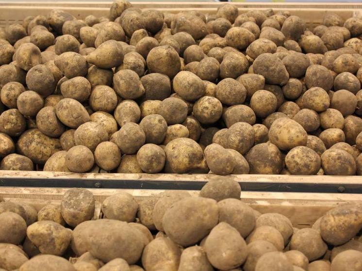 Минсельхоз: на Ставрополье выросла урожайность картофеля