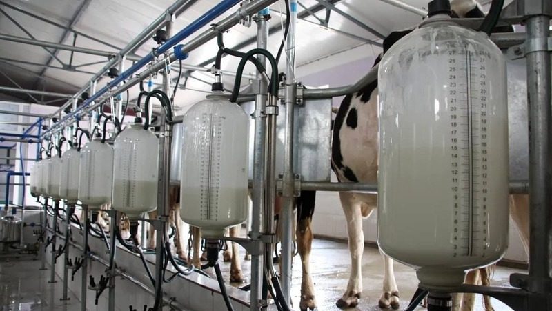 На 6% выросли объёмы молочного производства на Ставрополье