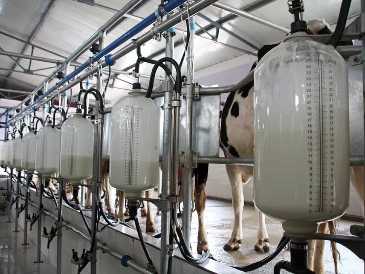 На Ставрополье на 6 процентов выросло производство молока