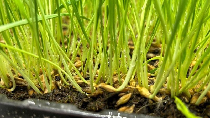 «Нанозакаленные» семена: ставропольские учёные усовершенствовали технологию прорастания семян