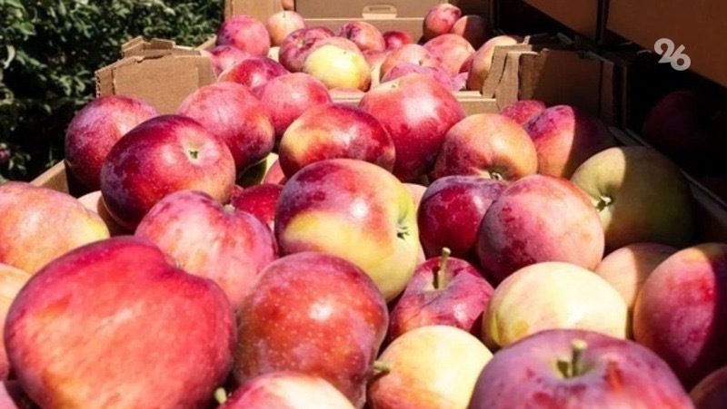 Новый урожай фруктов и ягод приведут фермеры Ставрополья на ярмарки