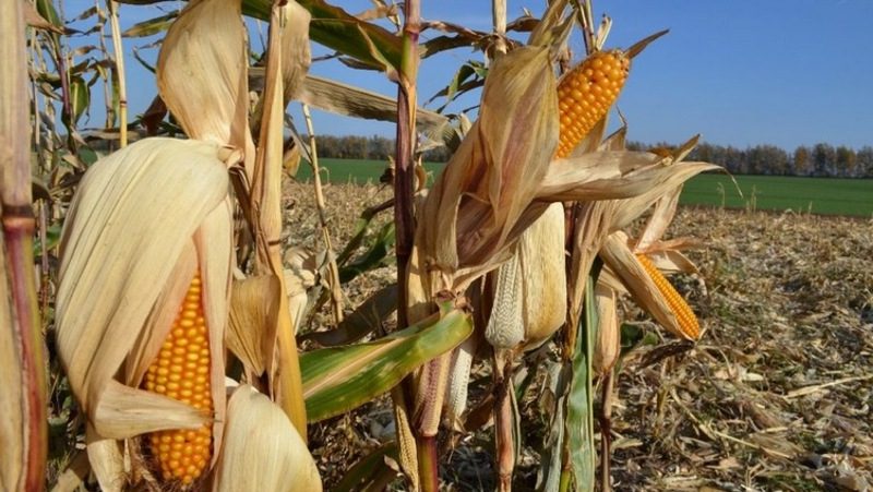 Около 1 тыс. га кукурузы собрали аграрии Минераловодского округа