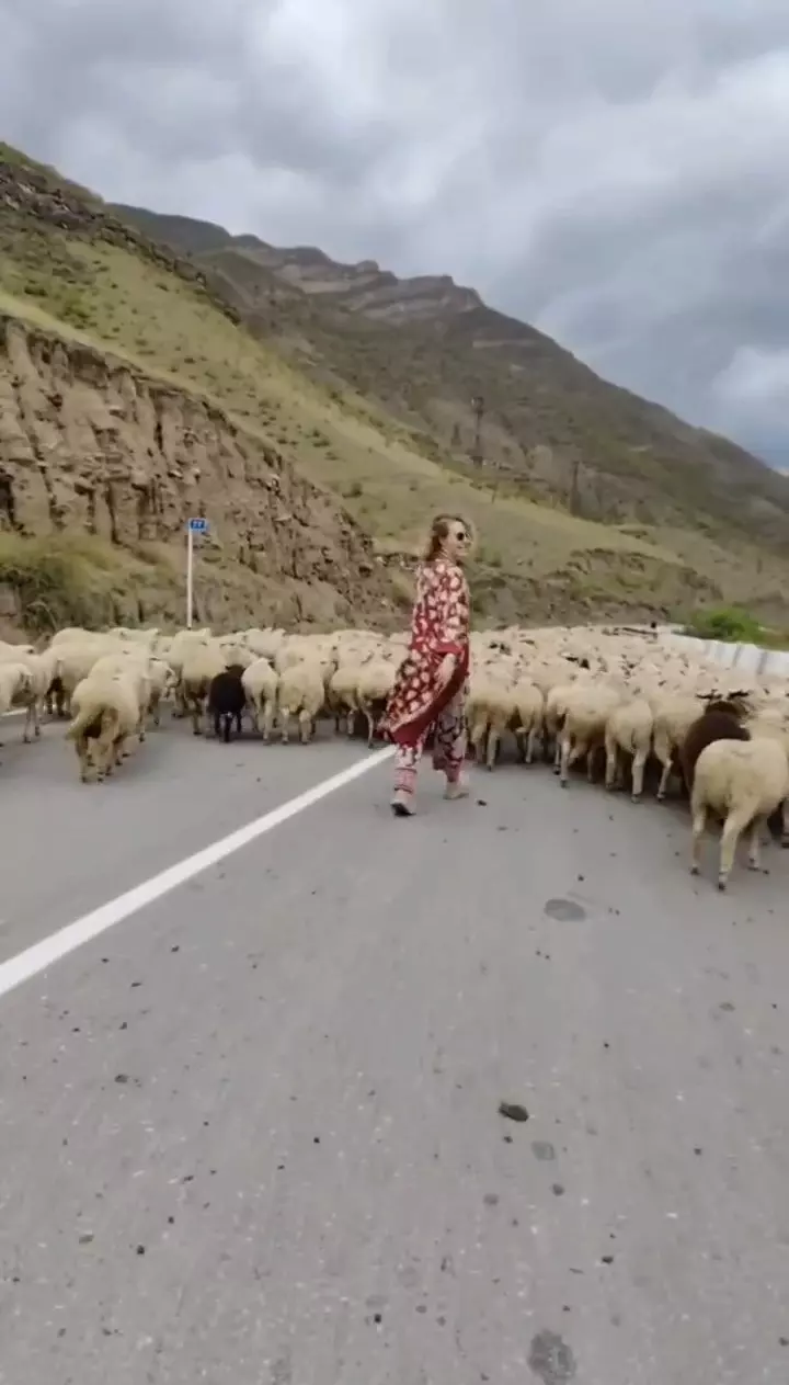 Собчак разогнала стадо овец на дороге в Дагестане0