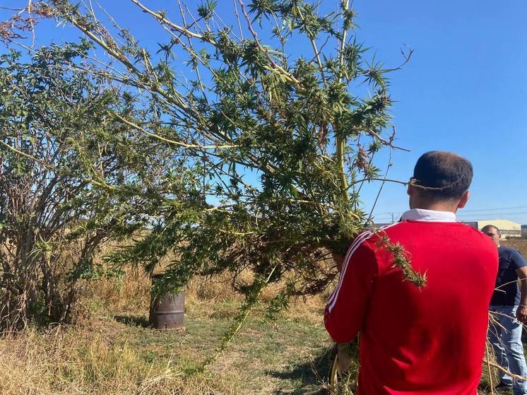 В Ессентуках уничтожили 290 кустов дикорастущей конопли